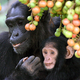 Illustration for article titled Video Footage Captures Mommy Chimp Caring For Disabled Baby In the Wild
